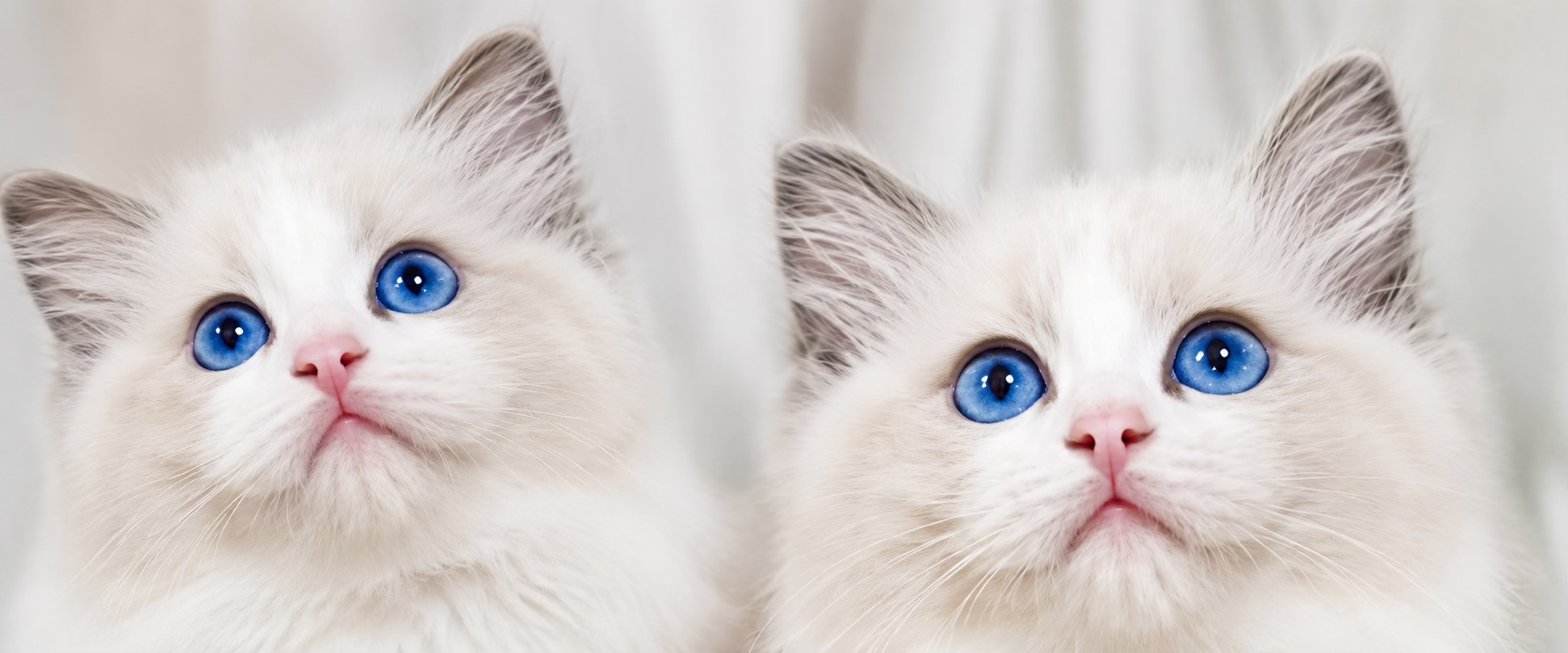 allevamento Ragdoll Asti – Cucciolo Ragdoll con pedigree, doppia vaccinazione | Crystalis Ragdoll 703777248 122096556291339202 6616857771761800801 n – Cucciolo Ragdoll | Crystalis Ragdoll