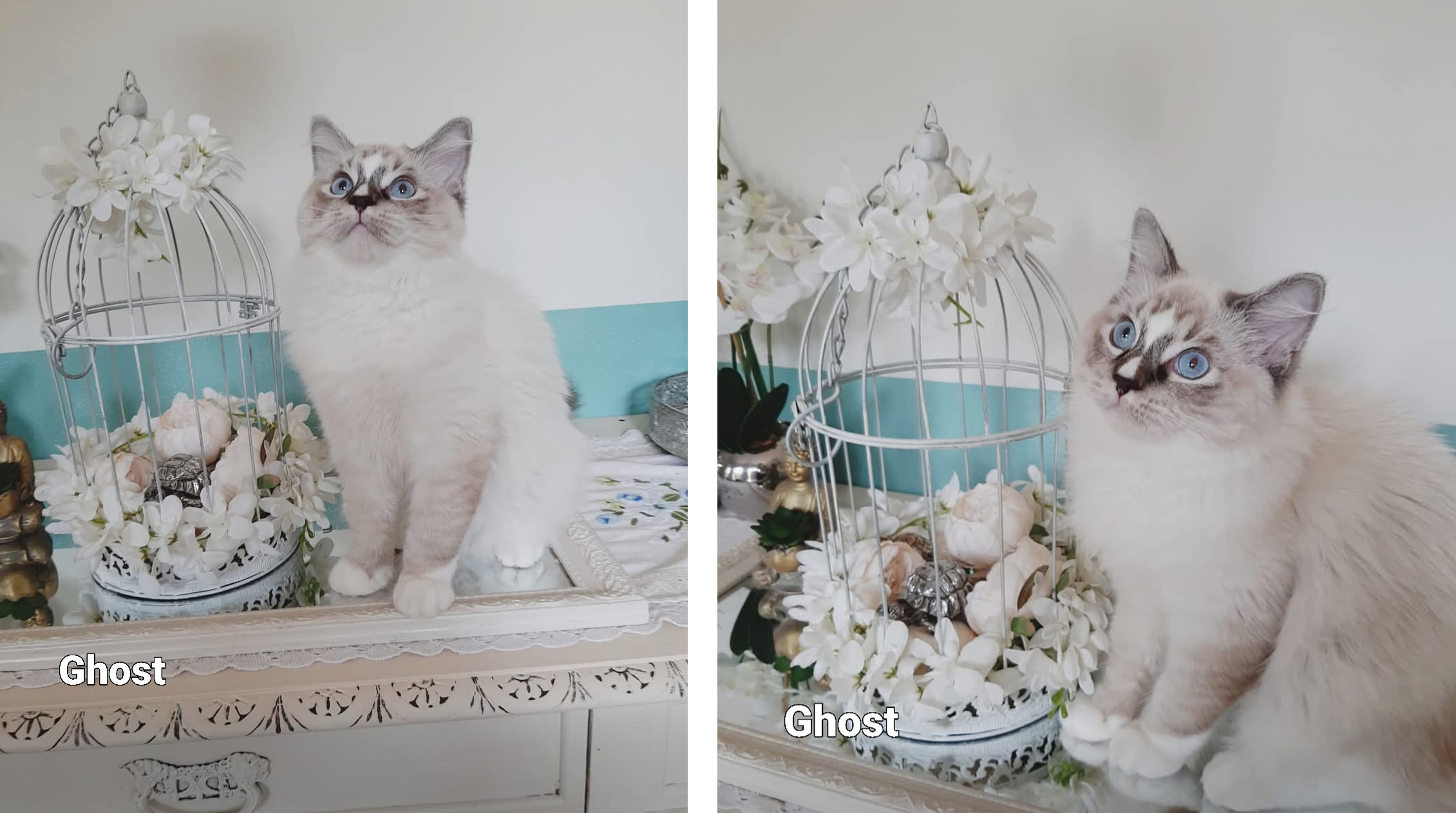 ghost ghost – Cucciolo Ragdoll | Crystalis Ragdoll
